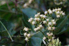 Cissampelopsis corymbosa